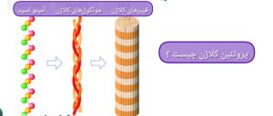 پروتئین کلاژن